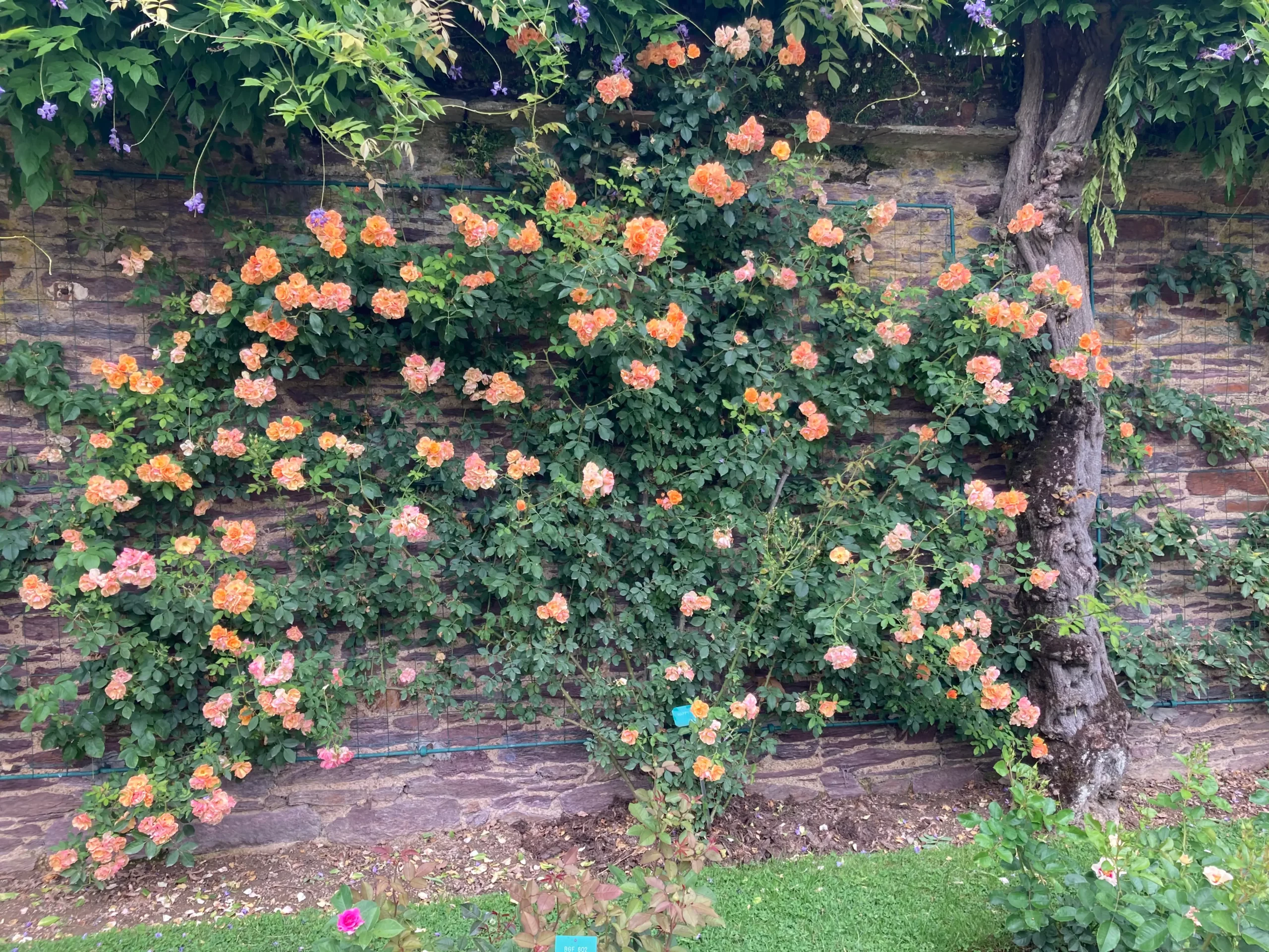 HAPPY DANCE® Adaphyri – Image 3