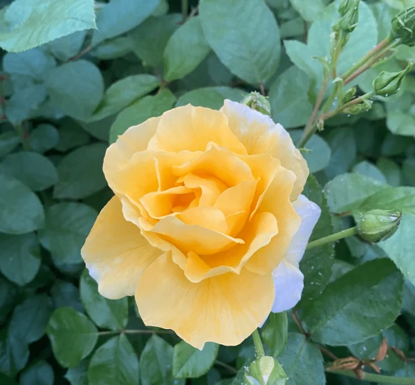 GOLD FURRY®. Adadoldhocres