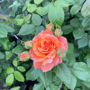 VIA SILVA® Adatzarine