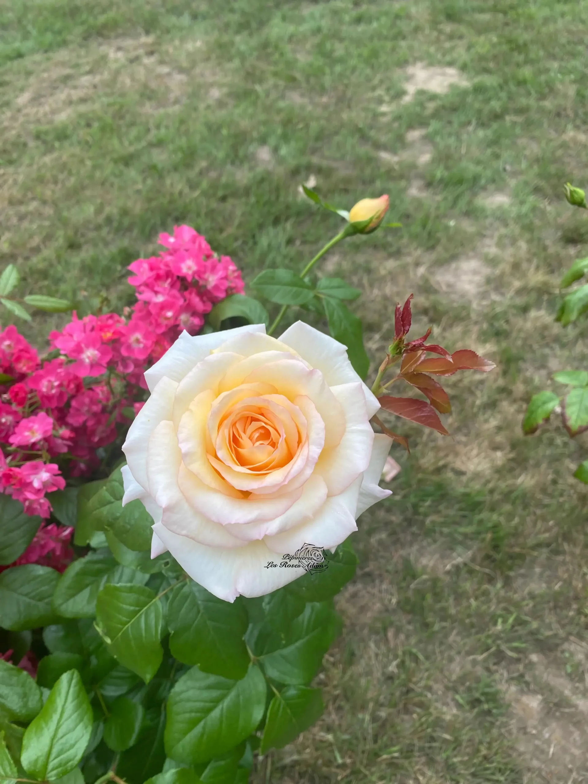 ANASTASIA®. Adamariat