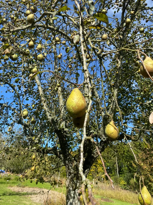 POIRE DE BONNE FEMME