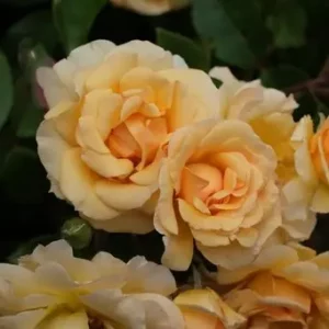 ABBAYE DE BEAUPORT® adabondisept