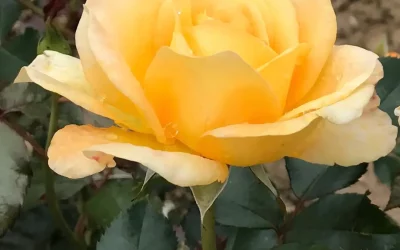 Baptême de la rose « Jour de Fête® »