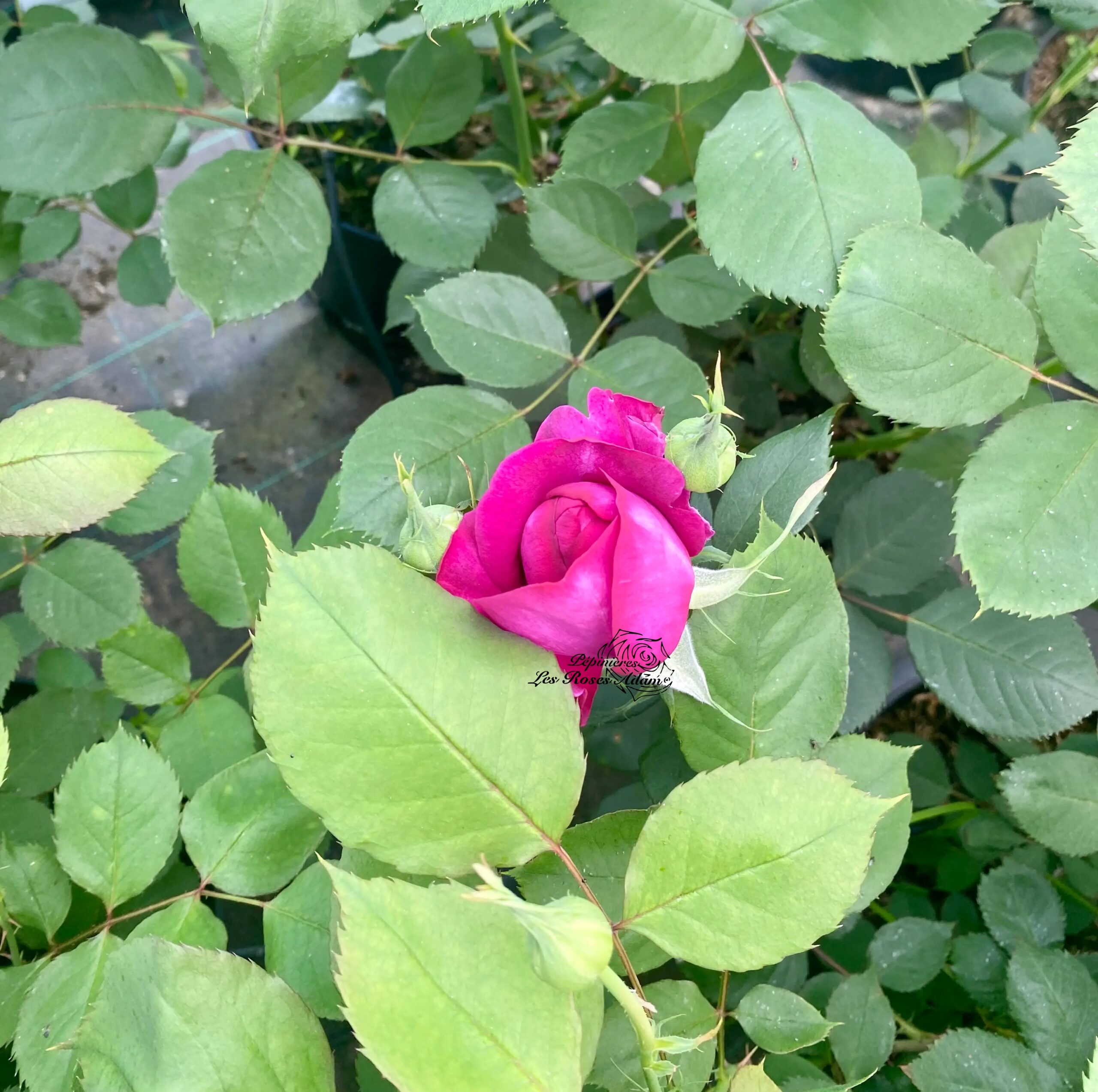 PARFUM DE CALORGUEN® Adausix – Image 3