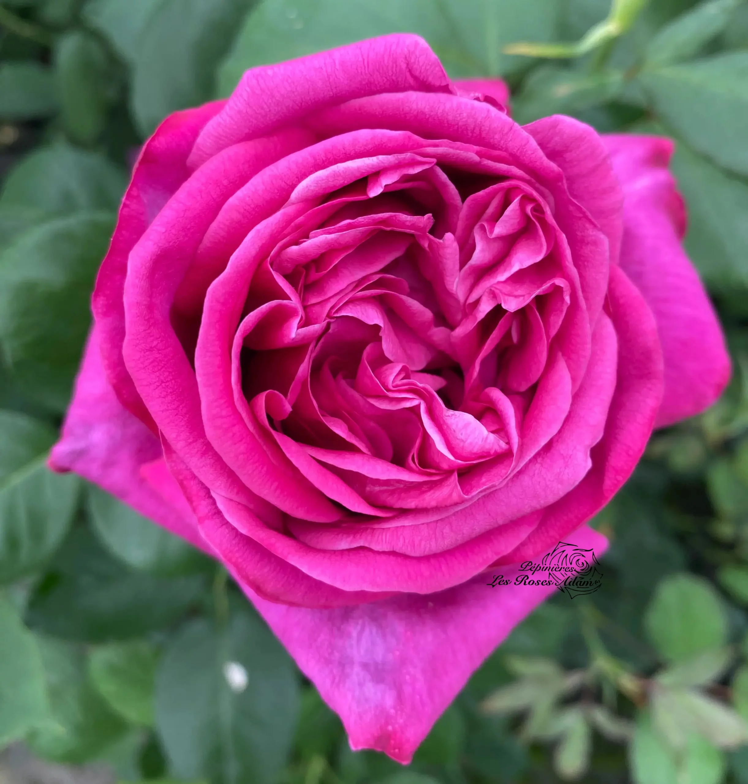 PARFUM DE CALORGUEN® Adausix