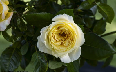 Baptême de la rose « Étoile Nantaise® »