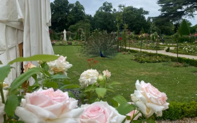 Baptême de la rose « Miss Paris® »